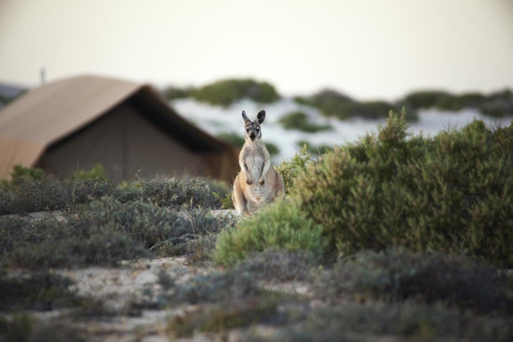 Sal Salis Ningaloo Reef Hotell Exmouth Eksteriør bilde