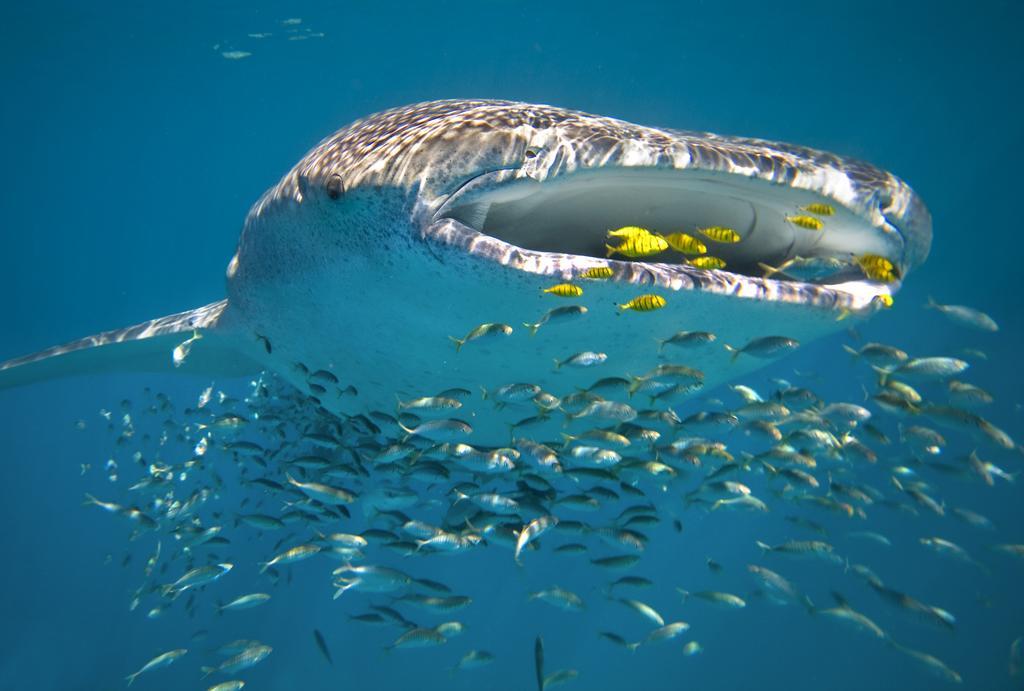 Sal Salis Ningaloo Reef Hotell Exmouth Eksteriør bilde